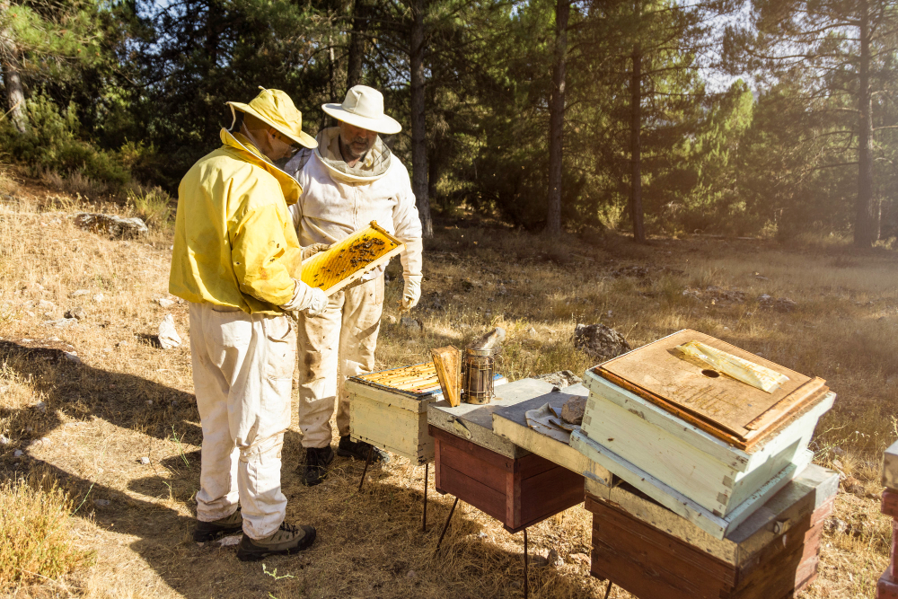 Behind the Beekeeping Journey