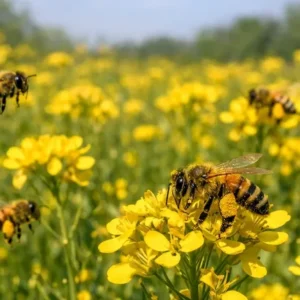 Bee Pollen